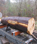 Cedar Log